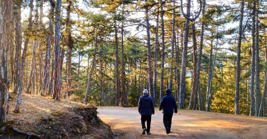 Two people walking on a sunlit dirt road surrounded by tall trees in a serene forest.