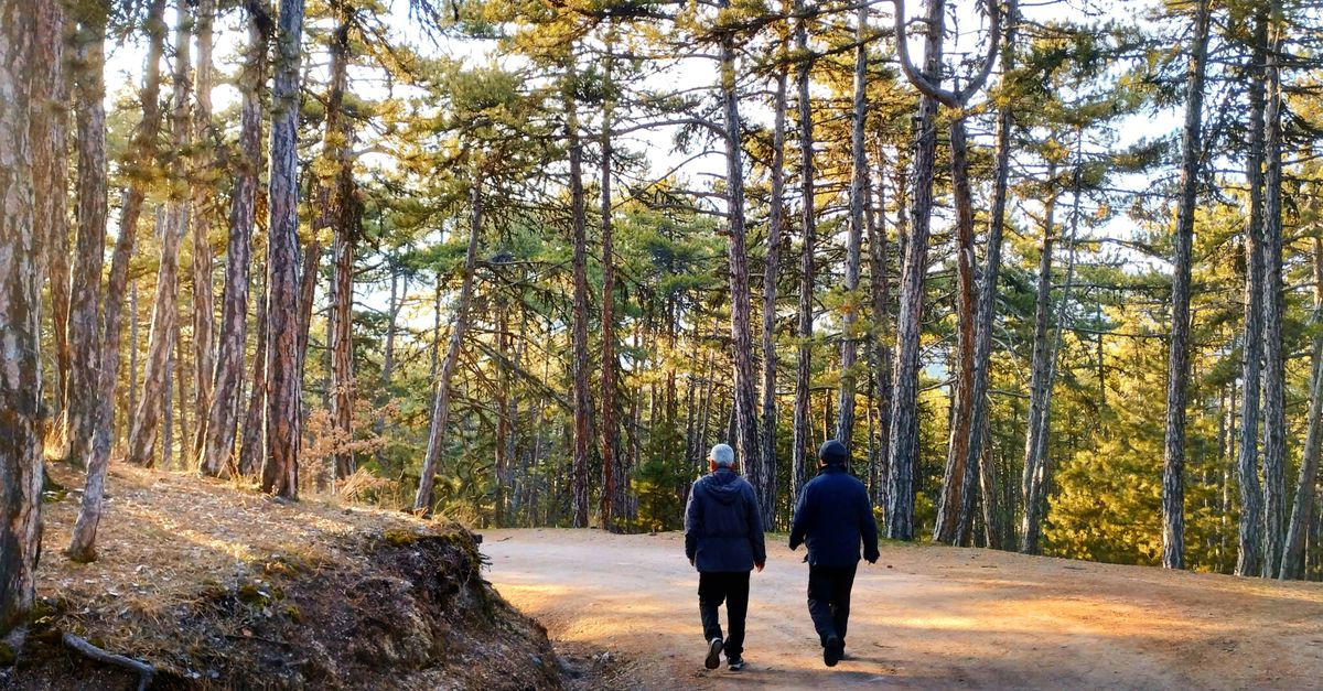 Two people walking on a sunlit dirt road surrounded by tall trees in a serene forest.